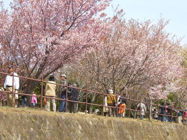 【静岡県内発】 年に一度の「桜の公開 国立遺伝学研究所」特別公開 と伊豆いちご狩り食べ放題・三嶋大社の桜 日帰り2